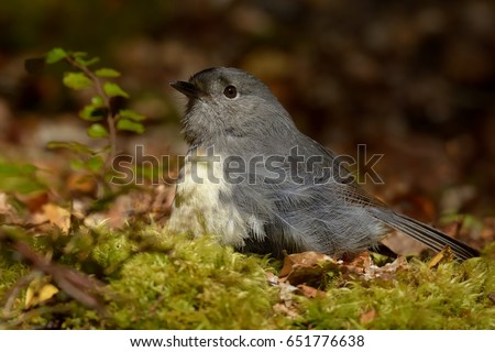 Petroica australis - South Island Robin - toutouwai - endemic New Zealand forest bird sitting on the grounde in the forest
