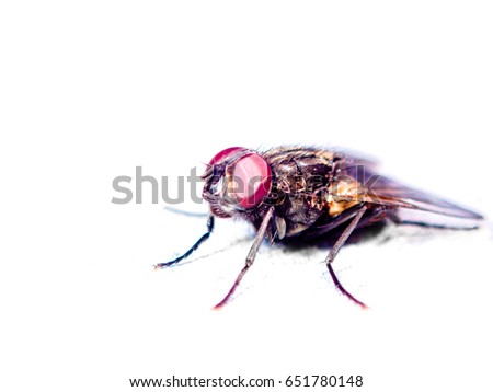 White background high key house fly in the wild. 