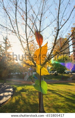 Colorful leaves in the fall