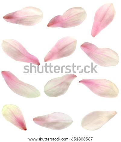 isolated magnolia petals Royalty-Free Stock Photo #651808567