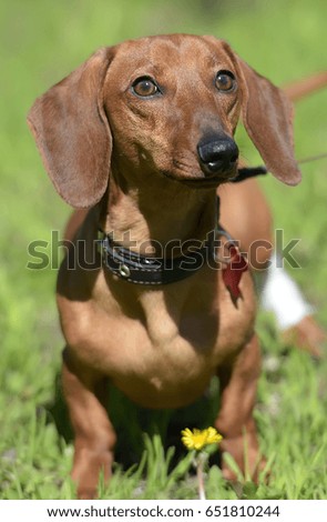 Dachshund dog walking on the green grass.