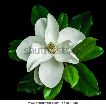 magnolia flower close up against a dark background