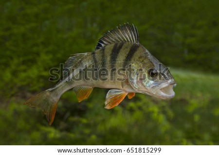 Fishing background with perch fish Royalty-Free Stock Photo #651815299
