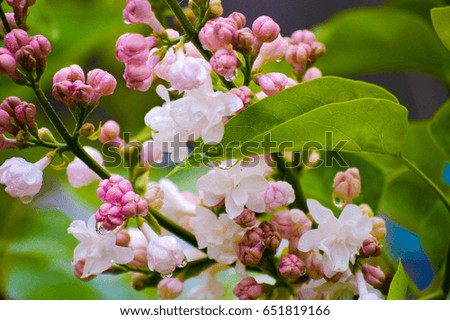 Early Spring Lilac Blossoms