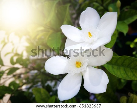 white flower blooming in garden,(Wringhtia antidysenterica R.Br.)