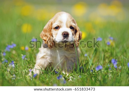 White and red American Cocker Spaniel puppy sitting in a green grass with blue flowers Royalty-Free Stock Photo #651833473