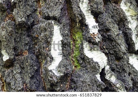 Closeup Textured natural background Bark of an old tree