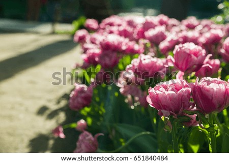 Beautiful pink tulips in tulip field with blur foreground and background.