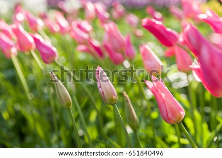 beautiful yellow tulip in tulip field with blur foreground and background. The focus is on the frontal petals on the flower on foreground.