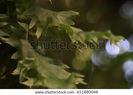 Copy space of nature young green leave ,bokeh and sun light flare , blur abstract texture background. Ecology and environment concept. Vintage tone color style.