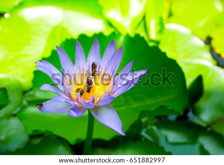 Colorful blooming purple lotus with bee is trying to keep nectar pollen from it. 