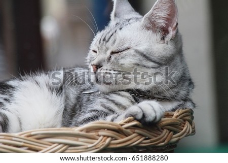 Cat gray cute is sleeping on basket