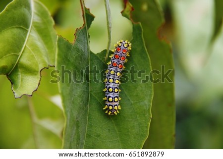 Caterpillar Leaves
