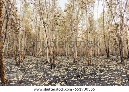 Eucalyptus charcoal or Forest fires