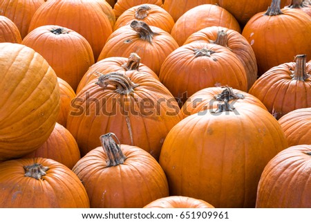 A group of pumpkins in a pumpkin patch.