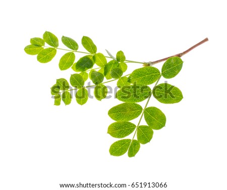 Small twig with green leaves isolated on white background. Studio Photo