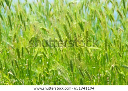 Green foxtail barley ears texture. Grass background. Shallow DOF.