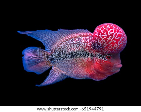Flowerhorn Cichlid Fish  select focus on black  background
