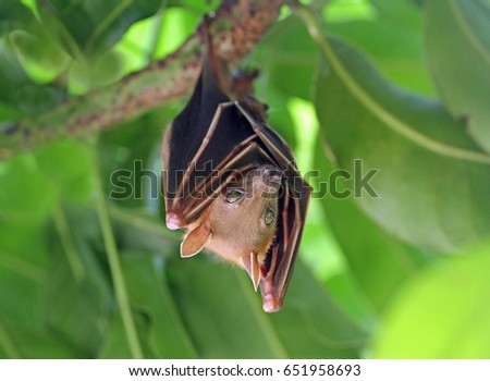 Megabat, Fruit bat