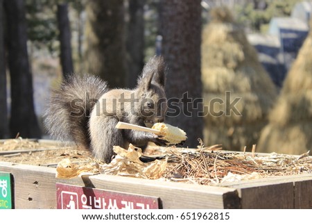 Squirrel eating corn and sitting on the table. Amazing picture of beautiful sunny squirrel