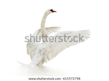 White swan on white surface. Royalty-Free Stock Photo #651972748