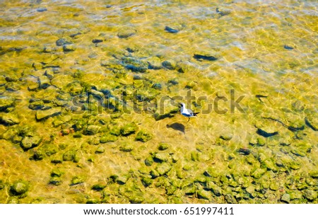 Seagull on Neva river water