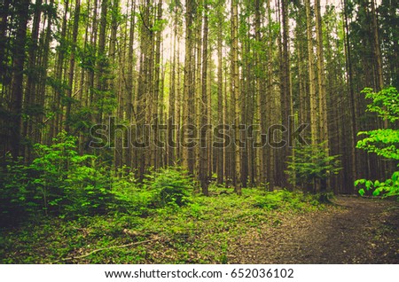 The Carpathian Forest Royalty-Free Stock Photo #652036102
