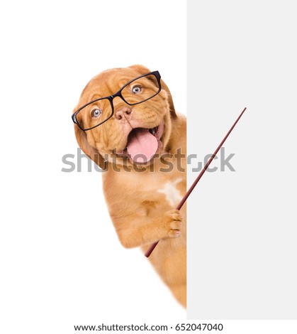 Dog wearing glasses holding a pointing stick and points on empty banner. isolated on white background