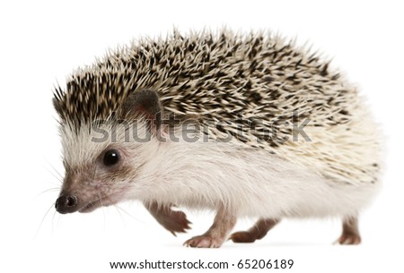 Four-toed Hedgehog, Atelerix albiventris, 2 years old, walking in front of white background