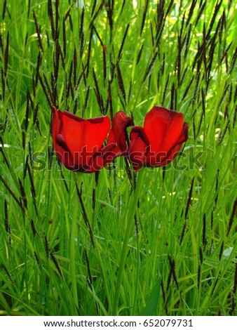 macro photo of Tulip flowers with bright red petals on a bed of garden background of green grass as a source for printing, design, advertising, decoration, poster, interior