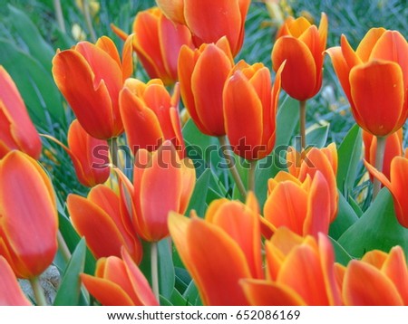 macro photo of Tulip flowers with bright petals in the flower bed of a garden background of green grass as a source for printing, design, advertising, decoration, poster, interior