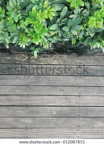 wood background in rustic style. wood floor plank texture. green leaves background.
