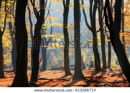 Beautiful dark tree silhouettes at sunrise in the Speulder forest in the Netherlands with vibrant autumn colors