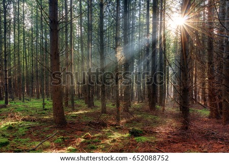 Beautiful morning sunrise in autumn in the Speulder forest in the Netherlands with pine trees