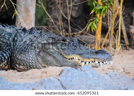 Photo Picture of Big Brown and Yellow Amphibian Prehistoric Crocodile
