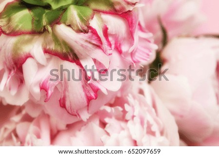 Pink peony on pink background, top view