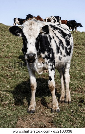 Cow looking at Camera. Cow in the field, grazing in mountains.