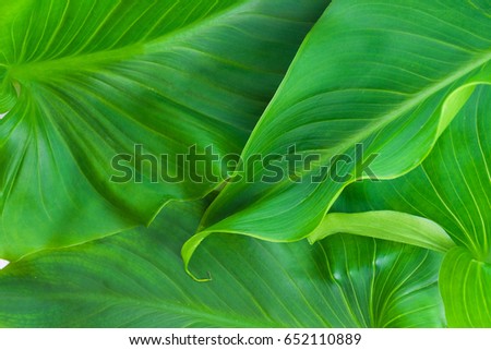 Tropical green leaf 