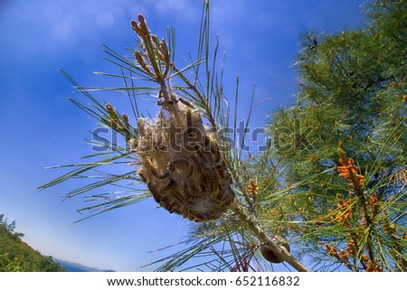 Forest pests. Nest of butterflies (Pine Processionary, Thaumetopoea pityocampa) is made of silk thread for eggs and larvae - famous object of study of Jean-Henri Fabre. Mediterranean Turkey, April