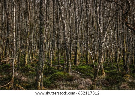 Irish dense forest in the Wicklow Mountains near Dublin, Ireland