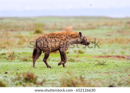 hyena walking