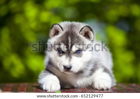 Siberian Husky puppy outdoor