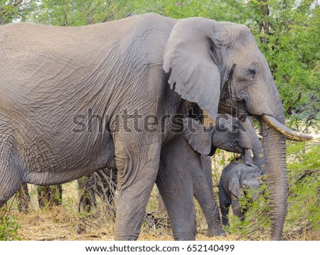 Elephant, Tanzania