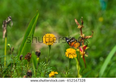 An orange butterfly on a yellow flower and green background.