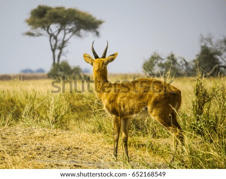 Antelope, Tanzania