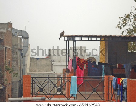 A bird sits on the roof of an Indian house in Old Delhi during a day of intense pollution