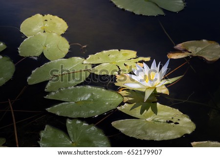  beautiful Lotus flower. Lotus flower or water lily flowers. and selective focus point at pollen.