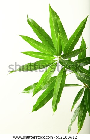 Fresh tropical mango tree leaves in branch on a white background.