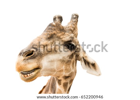 Smiling Giraffe tongue out isolate, white background