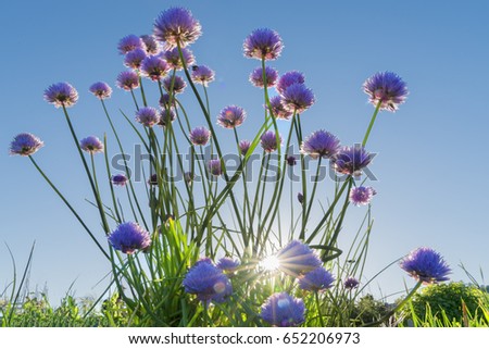 Purple flowers shot at low angle with sunburst 